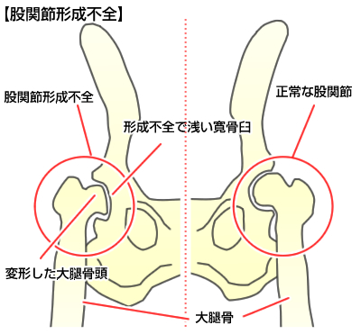 病気で苦しむ愛犬に 愛が伝わるマッサージのやり方大公開 わんちゃんすまいる工房