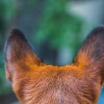 愛犬の耳が臭い!? 変な耳垢が多い!? 犬に多い耳の病気とは?