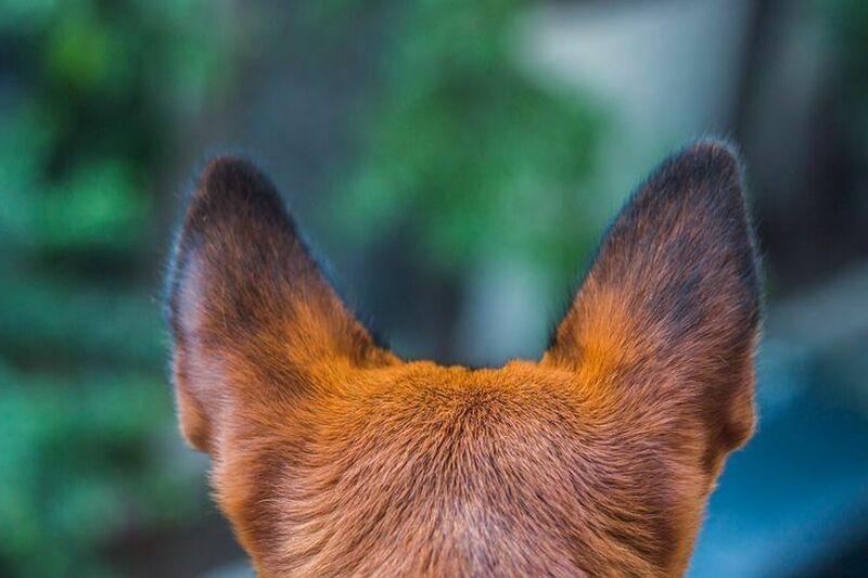 愛犬の耳が臭い 変な耳垢が多い 犬に多い耳の病気とは わんちゃんすまいる工房