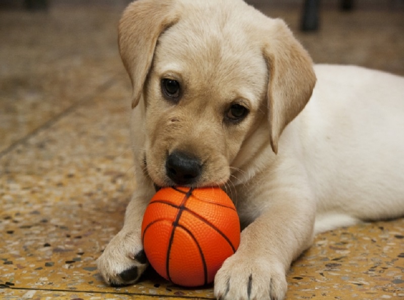 愛情たっぷり 愛犬のおやつが入れられるおもちゃとポーチを手作りしょう わんちゃんすまいる工房