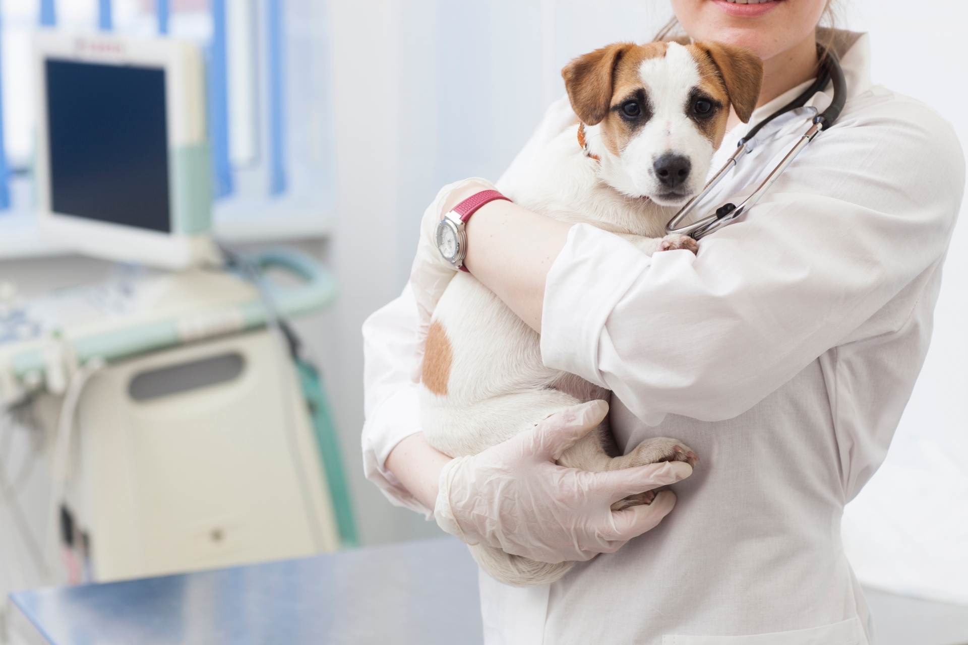 犬用さつまいもレシピは危険 あげたらだめな病気や症状は わんちゃんすまいる工房